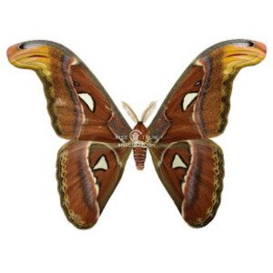 ATTACUS ATLAS